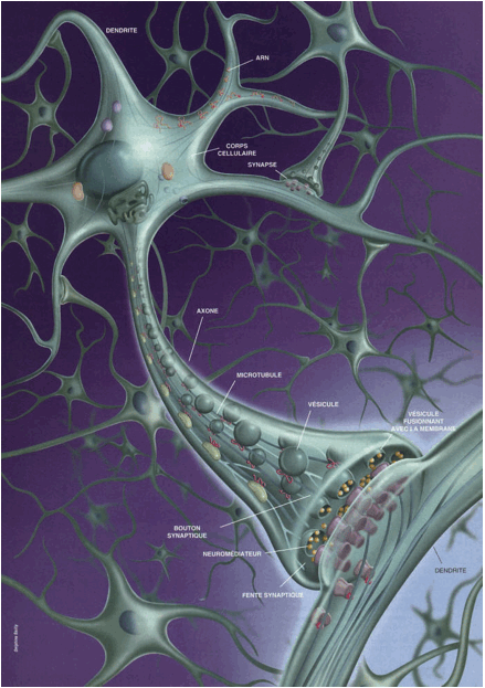 structure des neurones